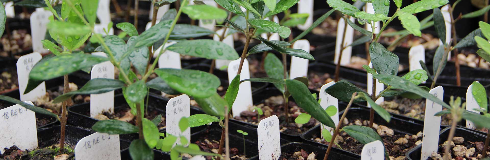 Contenitore Highlight Standard 12823